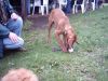 Filename=Spielstunde_3.jpg
Filesize=23KiB
Dimensions=350x263
Date added=Sep 27, 2006 Spielstunde_3.jpg