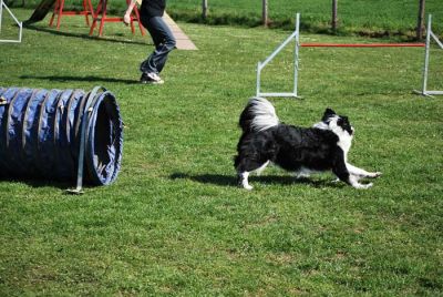 Agility_057.jpg