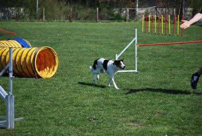 Agility_058.jpg