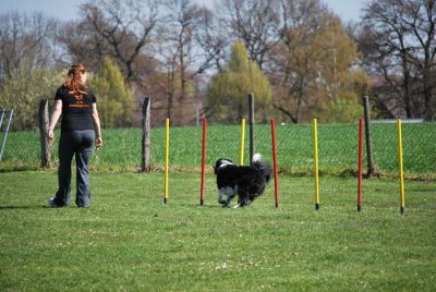 Agility_064.jpg