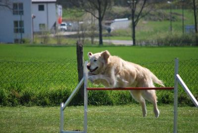 Agility_072.jpg