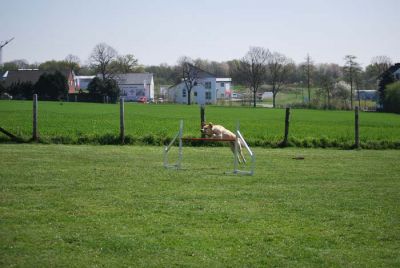 Agility_075.jpg