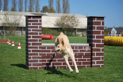 Agility_097.jpg