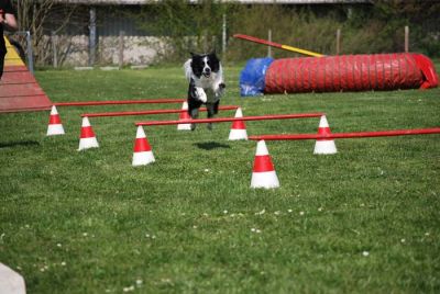 Agility_119.jpg