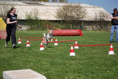 Agility_135.jpg