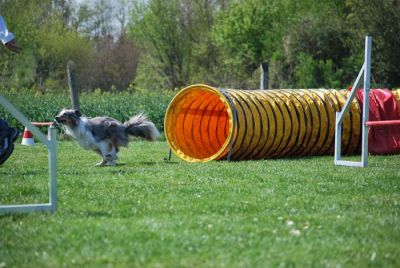 Agility_226.jpg