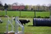 Agility_049.jpg