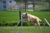 Filename=Agility_072.jpg
Filesize=79KiB
Dimensions=700x470
Date added=Apr 22, 2010 Agility_072.jpg