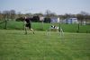 Filename=Agility_121.jpg
Filesize=85KiB
Dimensions=700x470
Date added=Apr 22, 2010 Agility_121.jpg